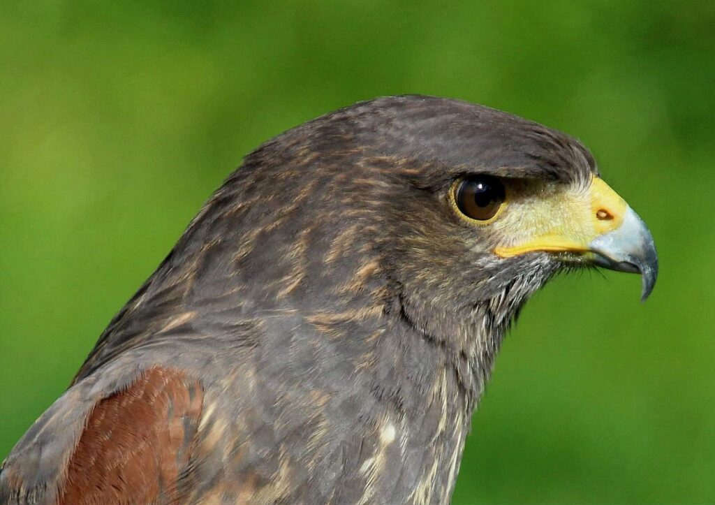 Oro – Harris Hawk
