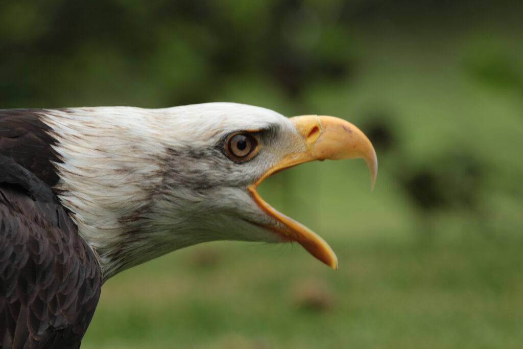 Lakota - Bald Eagle